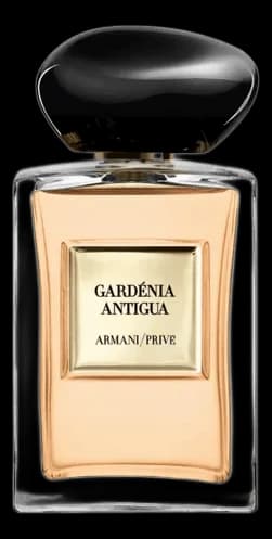 Gardénia Antigua