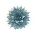 Agave