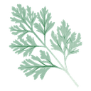 Artemisia