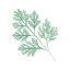 Artemisia