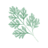Artemisia