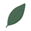 Bay Leaf