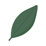 Bay Leaf