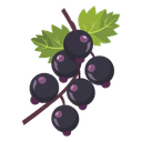 Black Currant