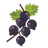 Blackcurrant