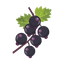Black Currant