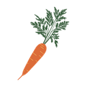 Carrot Seeds