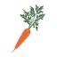 Carrot Seeds