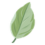 Evernyl