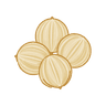 Coriander