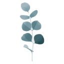 Eucalyptus