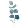 Eucalyptus
