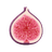 Fig Leaf