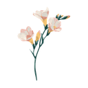 Freesia