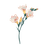Freesia