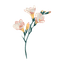 Freesia