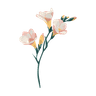 Freesia