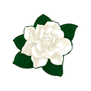 Gardenia