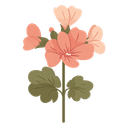 Geranium