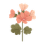 Geranium