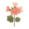 Geranium