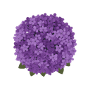 Heliotrope