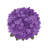 Heliotrope
