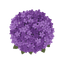 Heliotrope