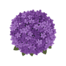 Heliotrope