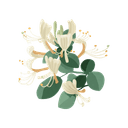 Honeysuckle
