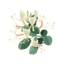 Honeysuckle