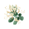 Honeysuckle