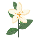 Jasmine