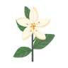 Jasmine