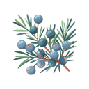 Juniper Berries