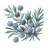Juniper Berries