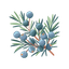 Juniper Berry