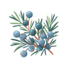 Juniper
