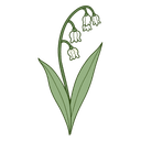 Lily-of-the-Valley