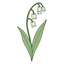 Lily-of-the-Valley