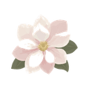 Magnolia