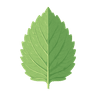Peppermint