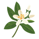 Neroli