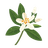 Neroli