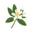Tunisian Neroli