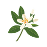 Neroli