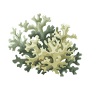 Oakmoss