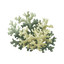 Oakmoss