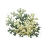 Oak