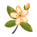 Orange Blossom